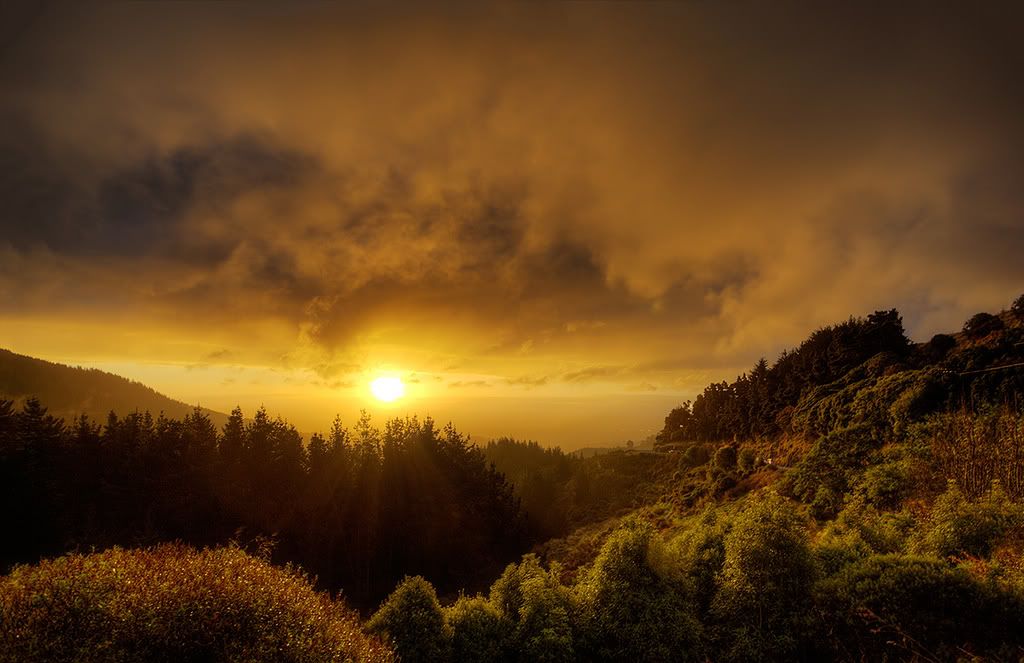 A�a� Resimleri (4. Katalog)