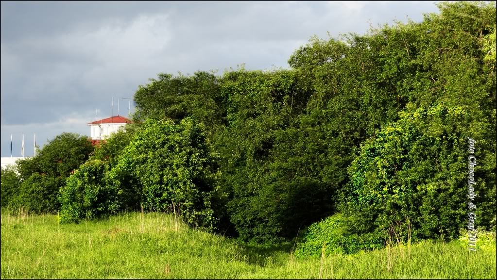 A�a� Resimleri (4. Katalog)