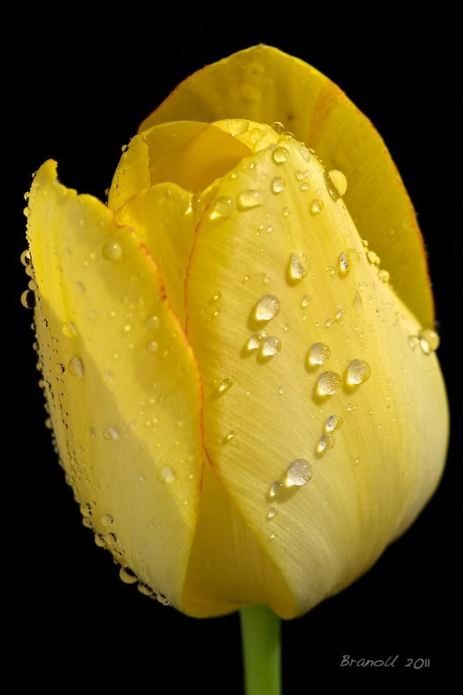 Damla ve Yamur Resimleri (3. Katalog)