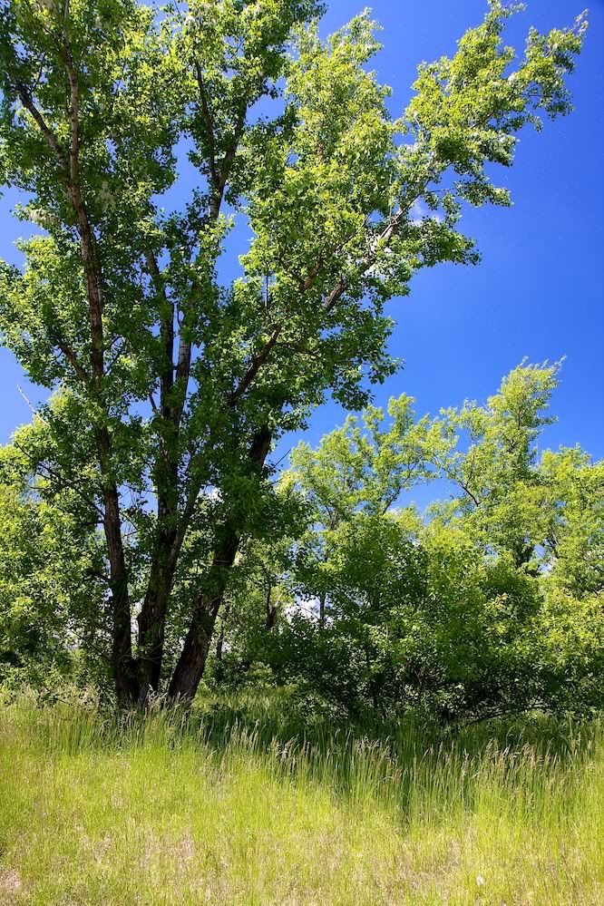 A�a� Resimleri (4. Katalog)