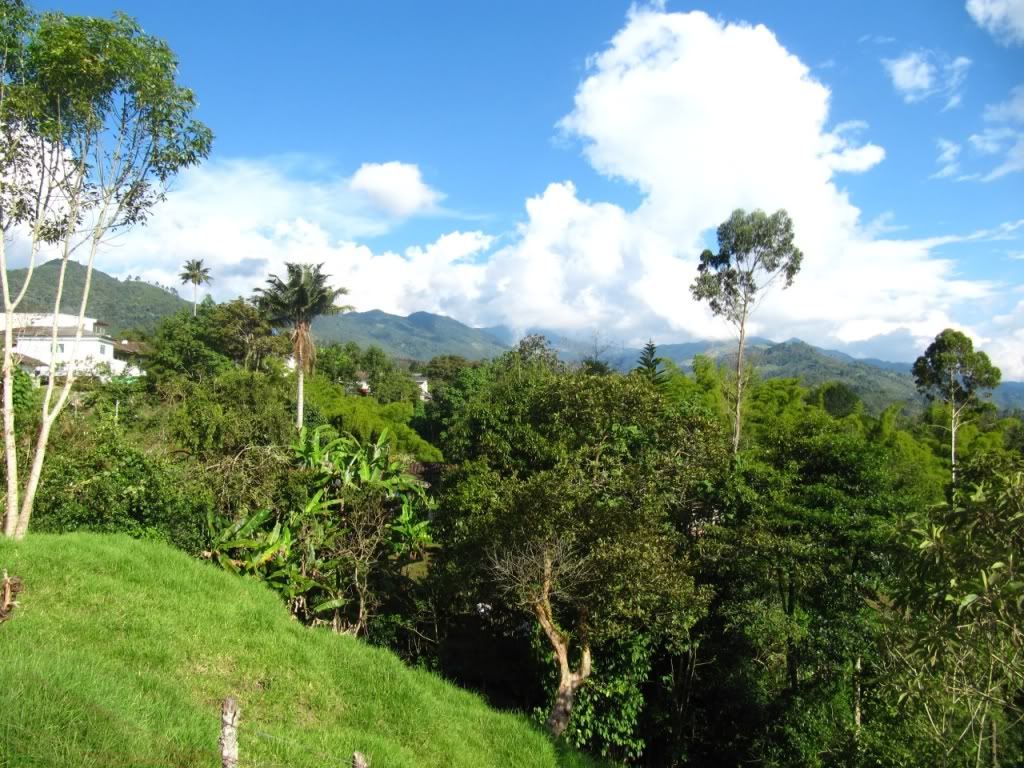 A�a� Resimleri (4. Katalog)