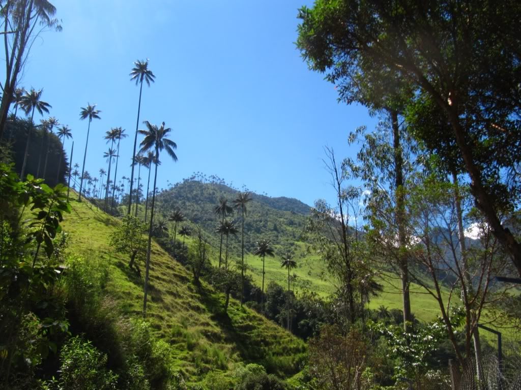 A�a� Resimleri (4. Katalog)