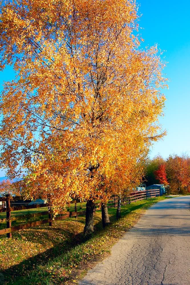 A�a� Resimleri (4. Katalog)