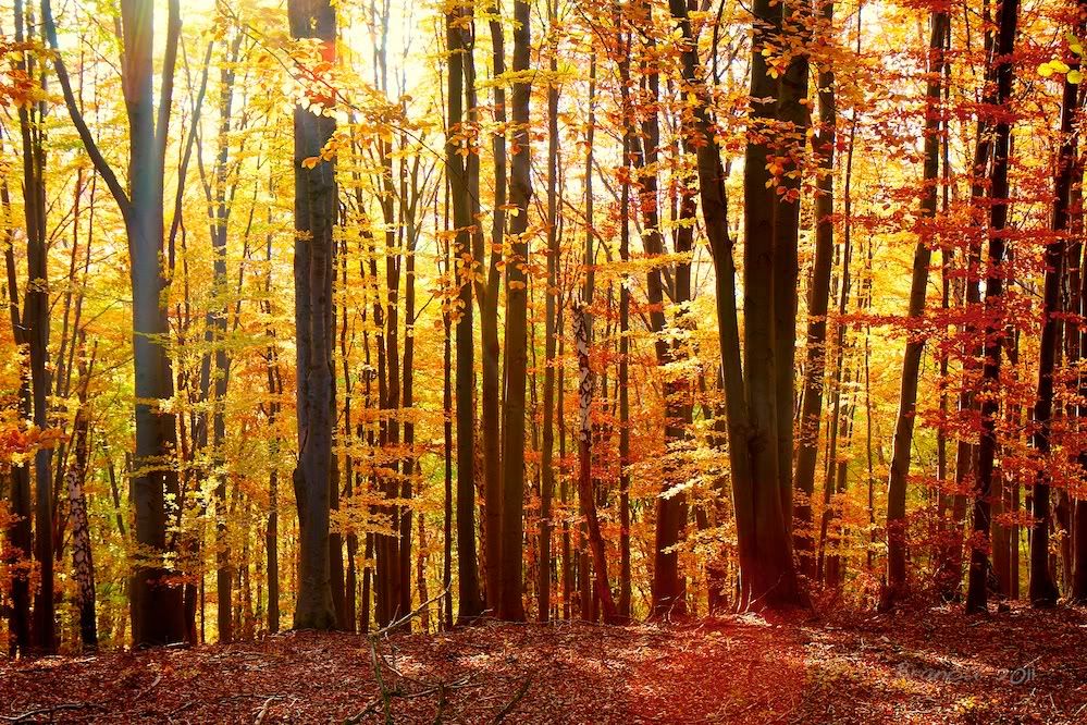 A�a� Resimleri (4. Katalog)