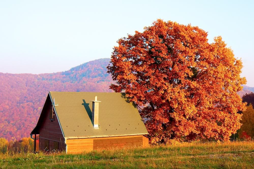 A�a� Resimleri (4. Katalog)