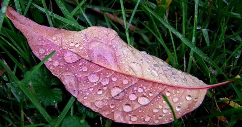 backofleafraindrops