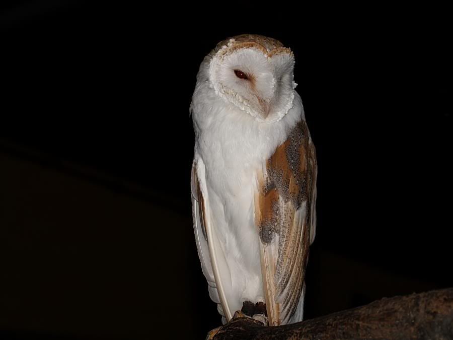 barnowl bwc 3008076435