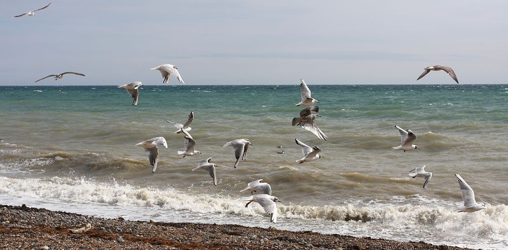 black headed gulls 0308107075