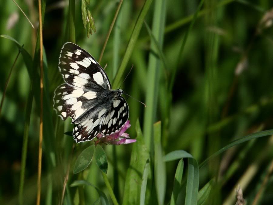 butterfly marbled white 0507077931