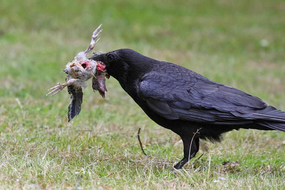 crow prey 1806105869