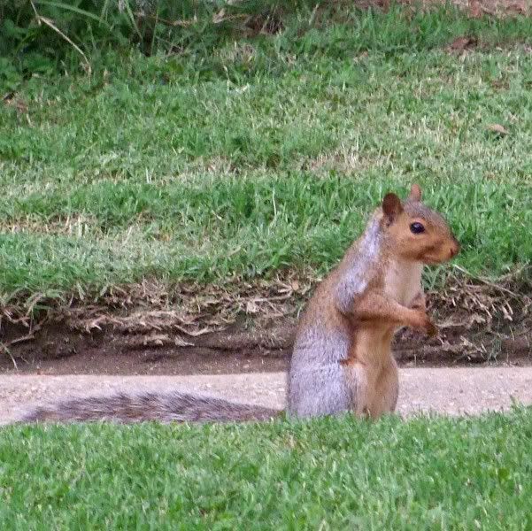 curioussquirrel
