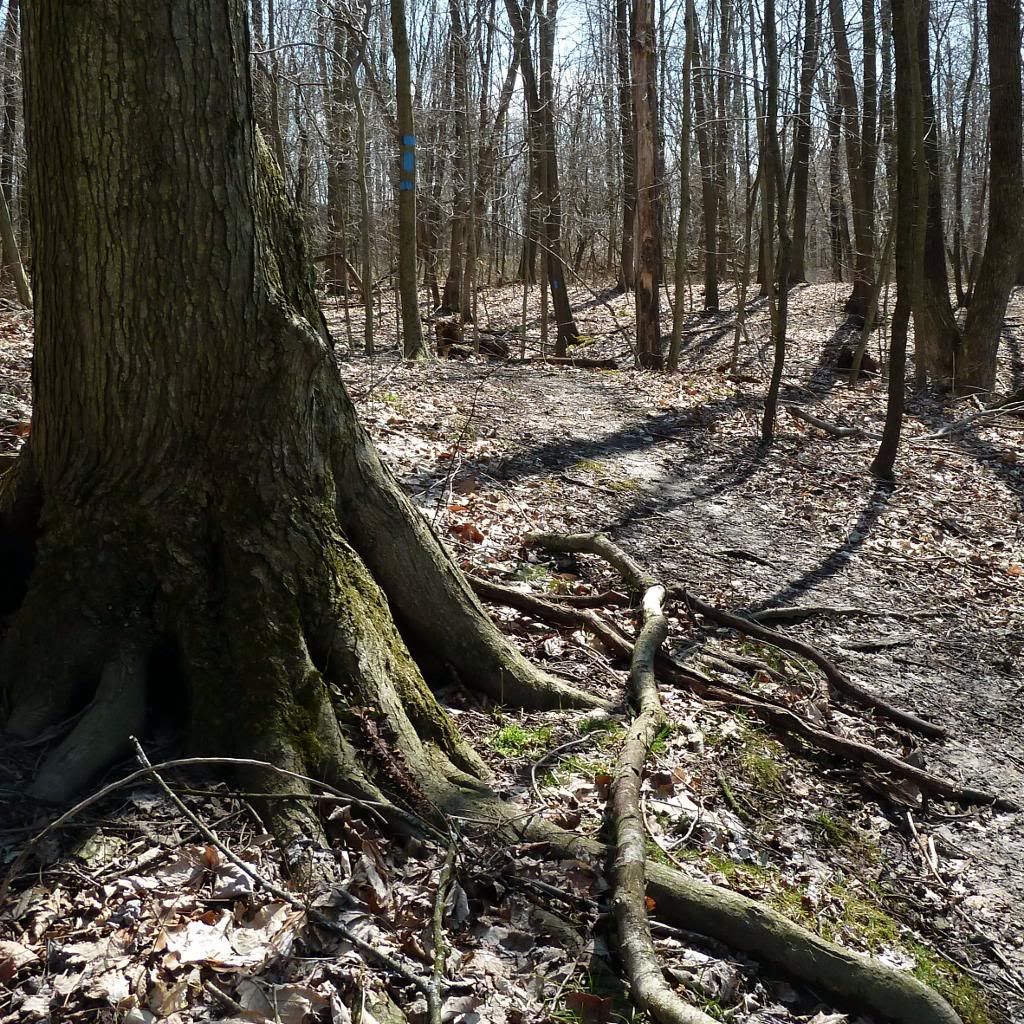 indianfield bluff P1020864x