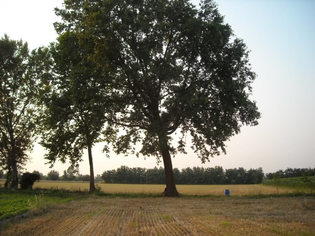 lamiaquercia26062010