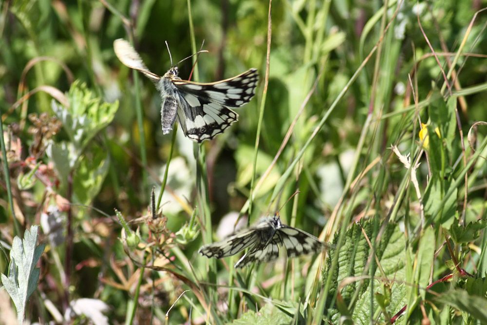 marbled white flight butterfly 1107101747