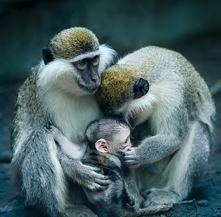 monkeyfamily