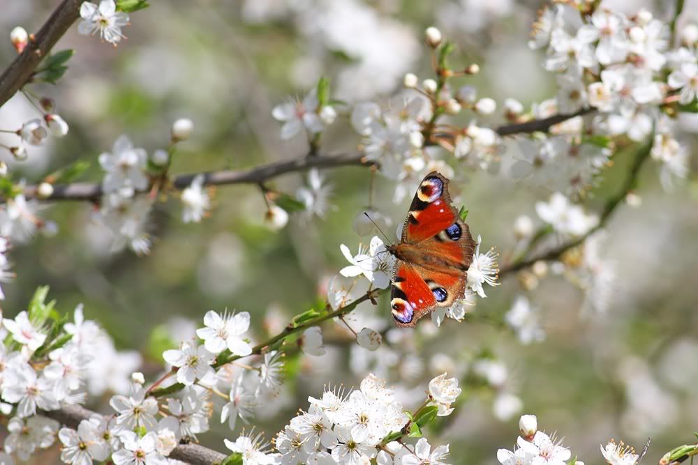 peacock butterfly 0804101786