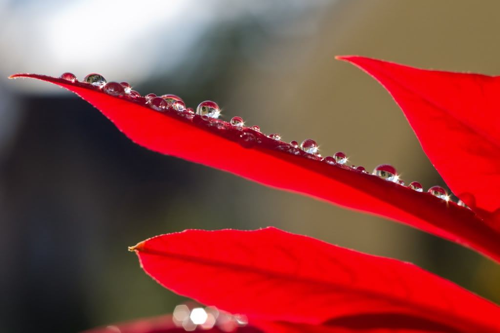 poinsettia 5990