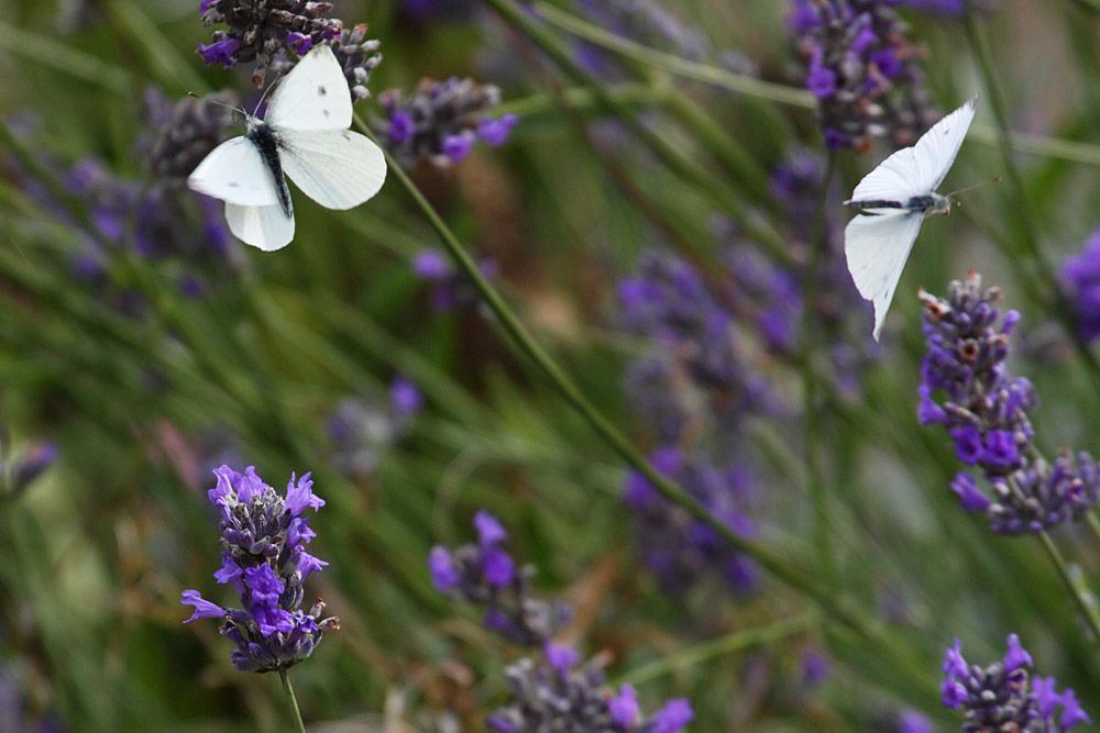 small white butterfly x2 15081000421
