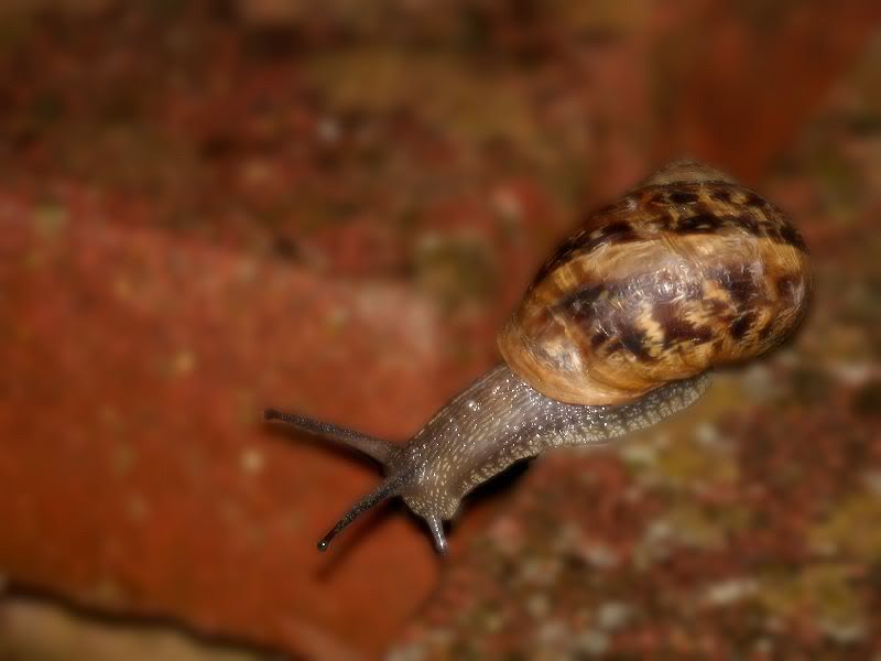snail 1601071831