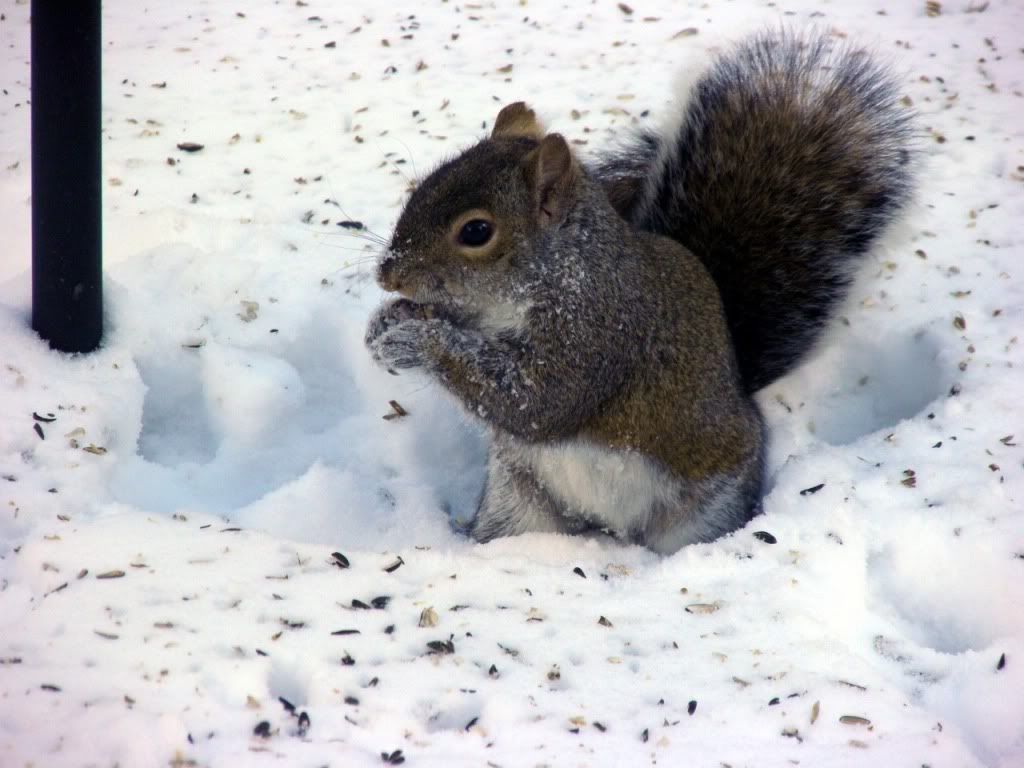 squirrel P1211382