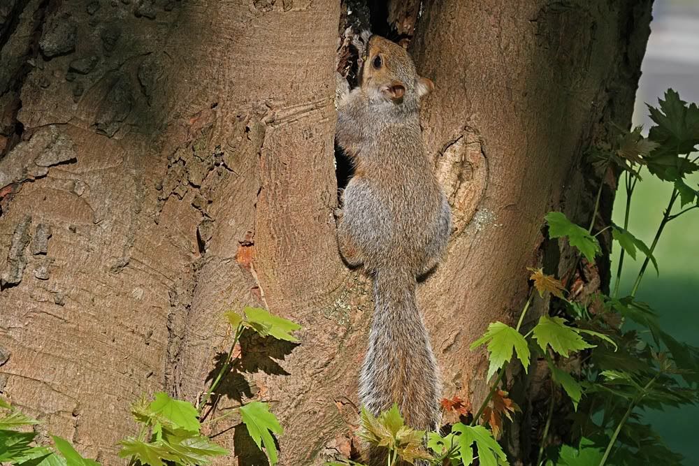 squirrel 0406081509