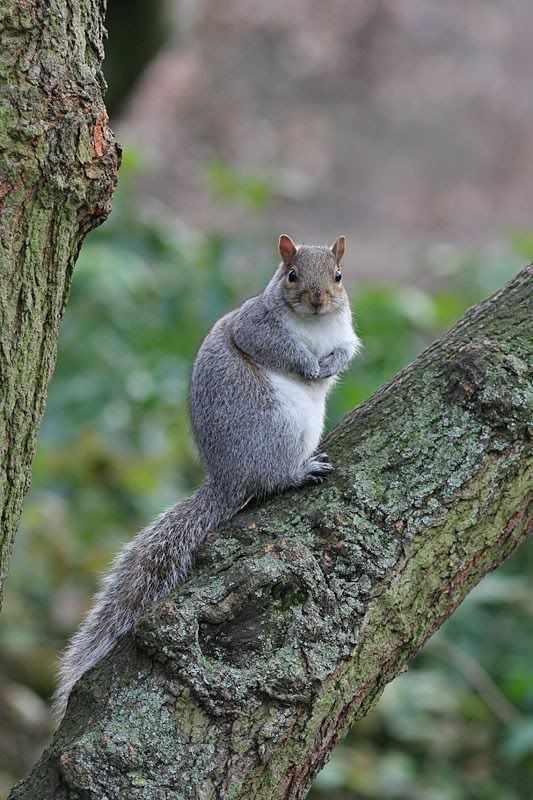 squirrel 1412103691