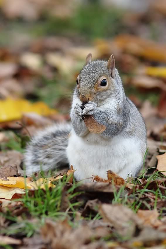 squirrel 2511101548