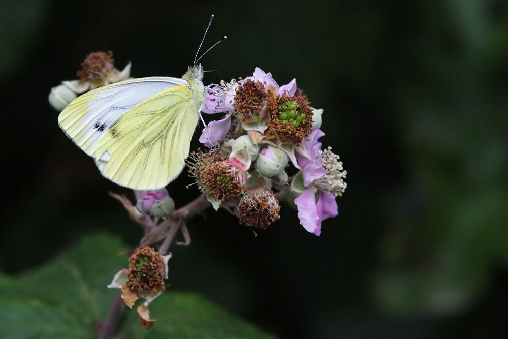 white butterfly 2707105713
