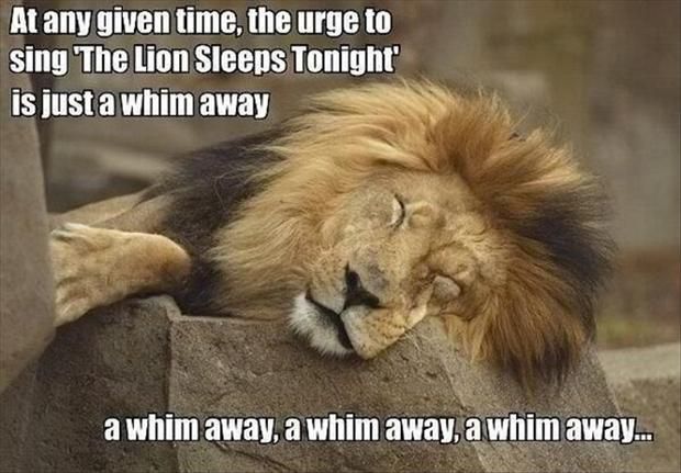 the-lion-sleeps-tonight-funny-pictures_z