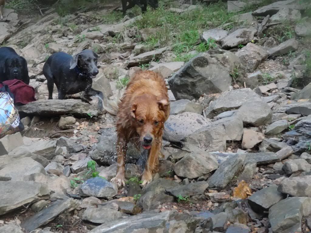Mercy having a blast at Hemlock Overlook Golden Retriever Dog Forums