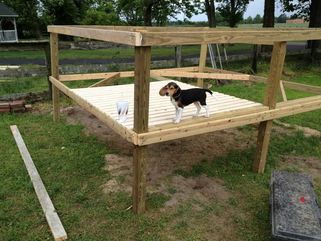First timer beagle pen! Rabbit Dogs