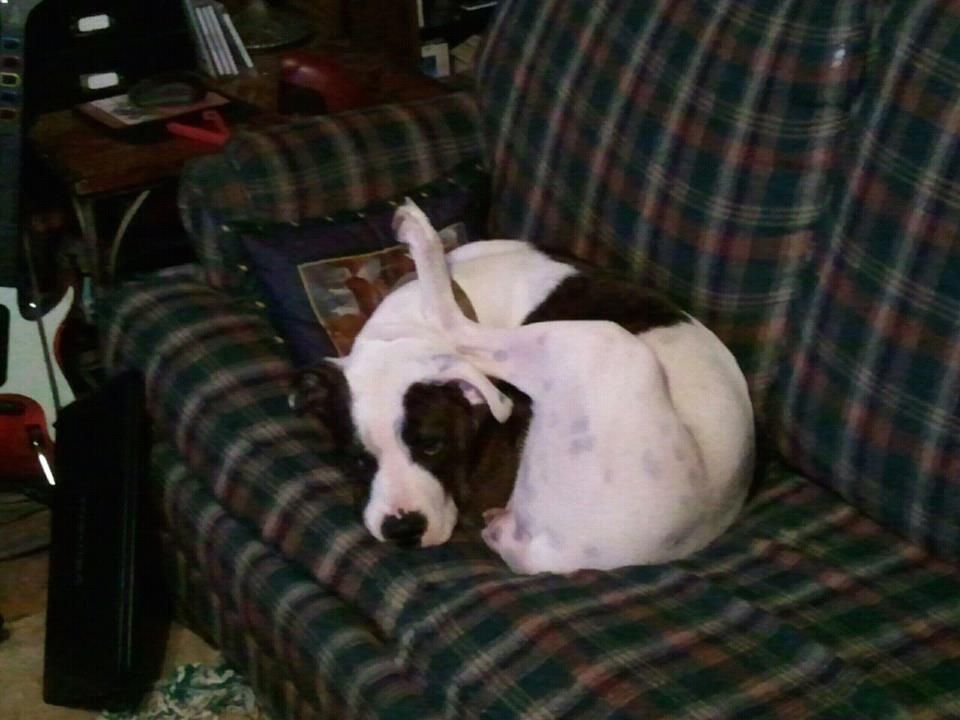 Lily1-1.jpg