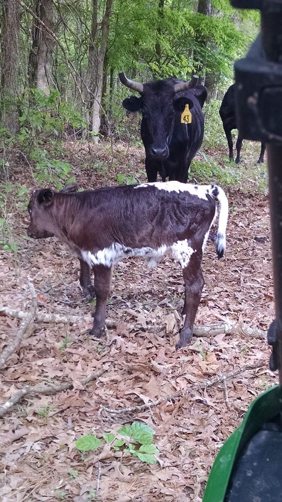 Skunk Back Cows | CattleToday.com - Cattle, Cow & Ranching Community