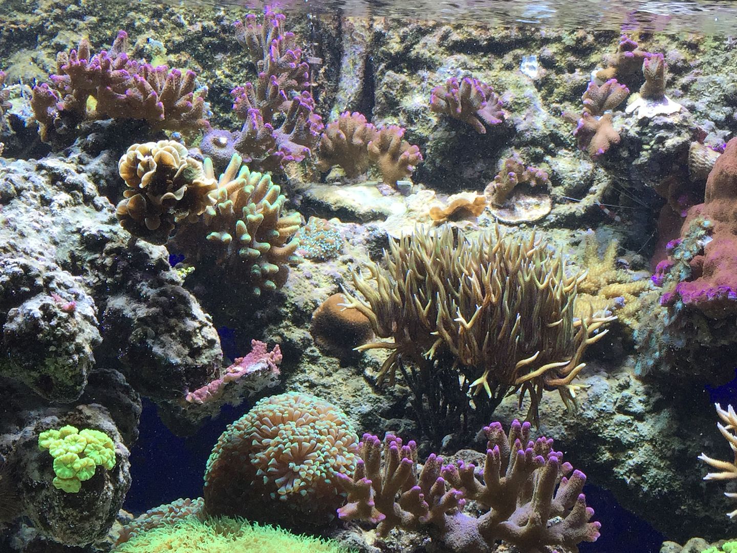 Do you have nice aquascaping? if so let's see it.. - Page 25 - Reef ...